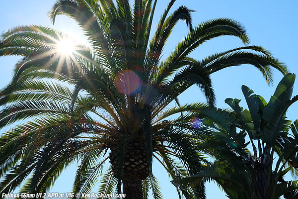 Sunstars