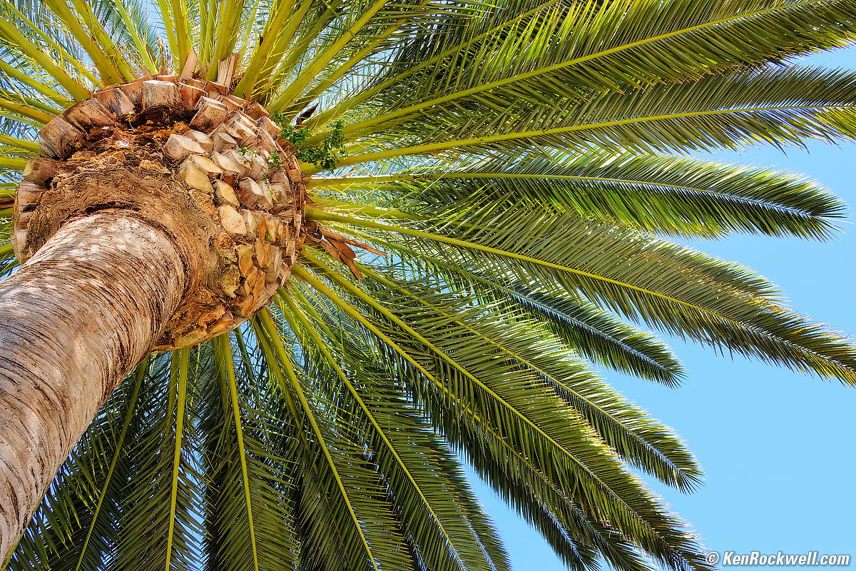 Canary Palm