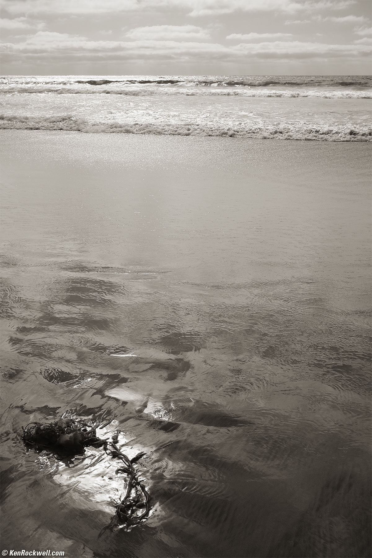 Kelp and the Sea