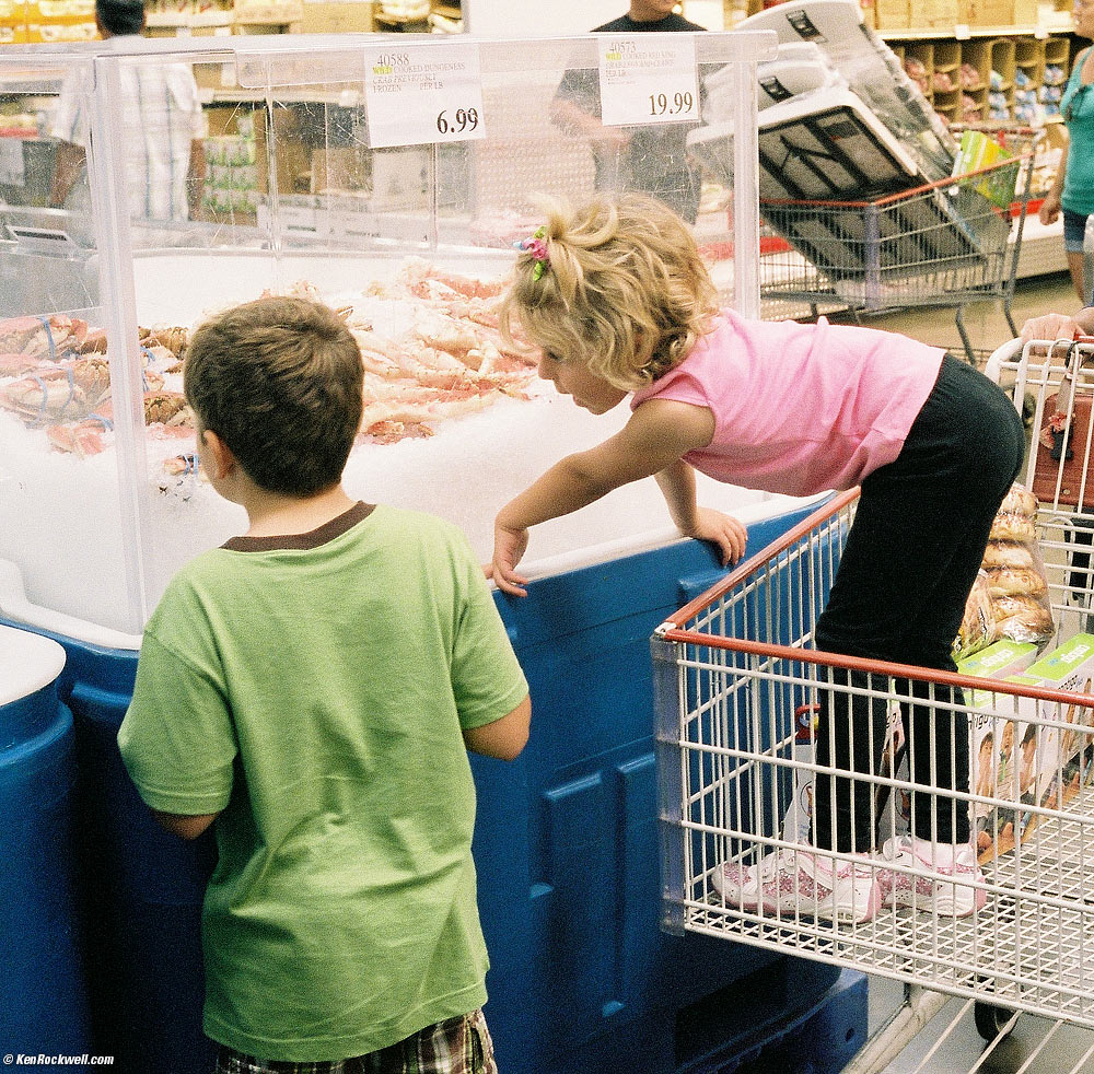 Katie checks out the lobsters at Costco