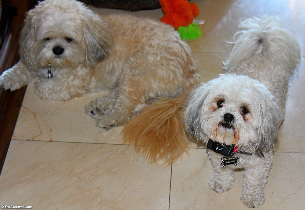 Toby and Sasha