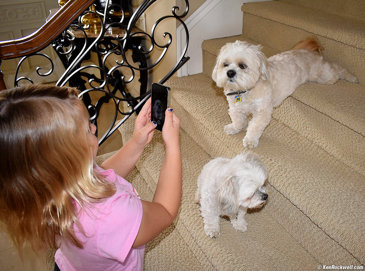 Katie photographs the dogs