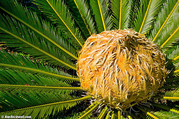 Sago Palm by LEICA M 240