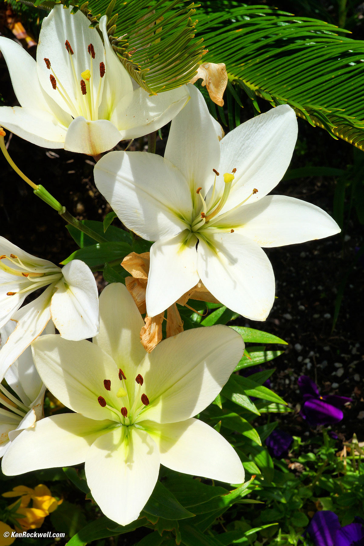 Flowers