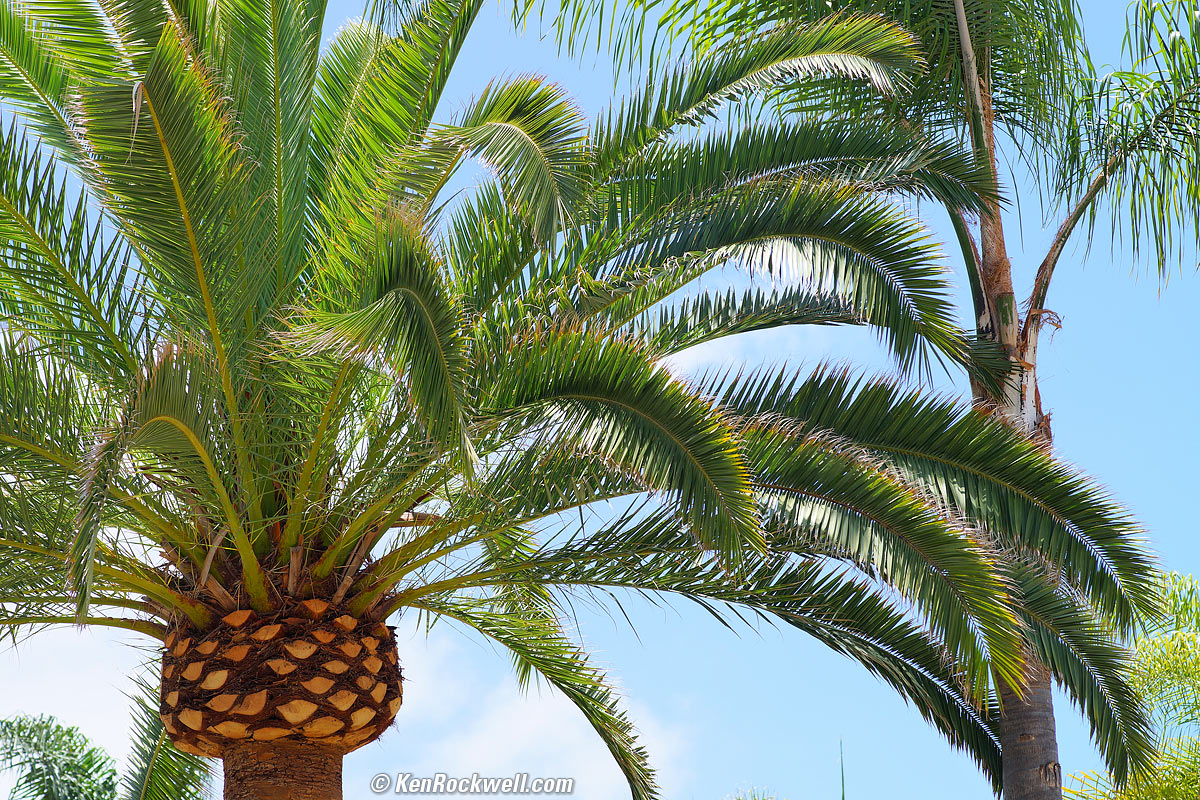Palms
