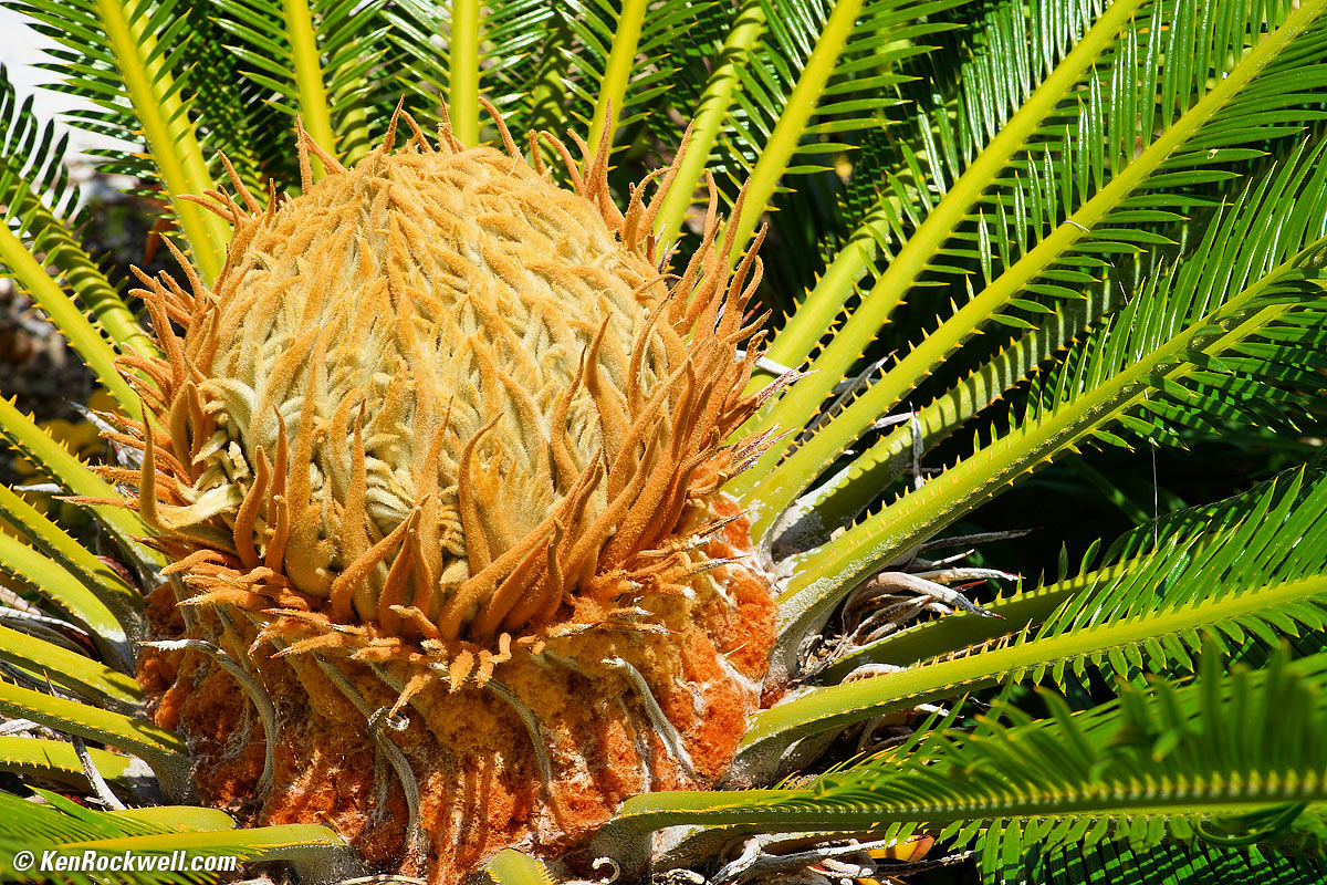 Palms