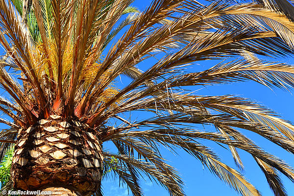 Canary Palm with Fusarium