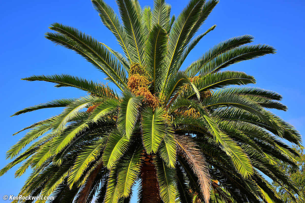 Canary Palm, 31 July 2014 RP
