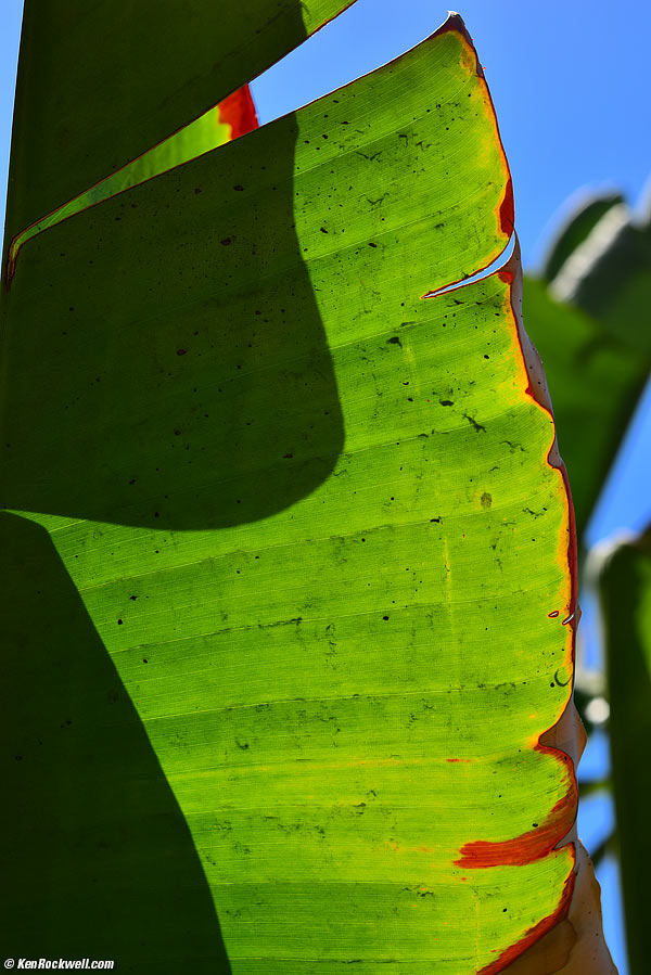 Botanical image, Don Joses, 