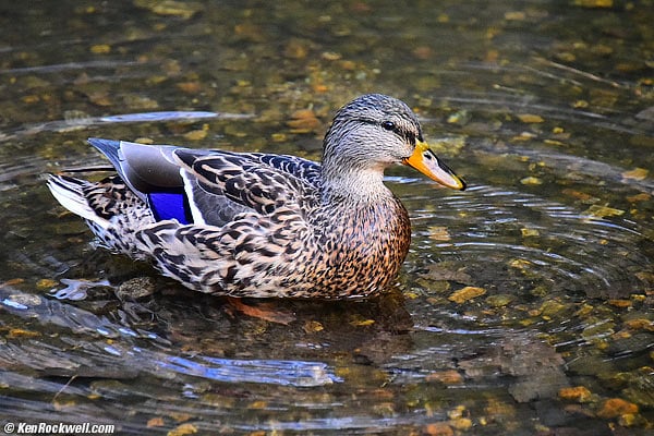 Duck, Merced River, Yosemite, 5:22 PM 17 October 2014.