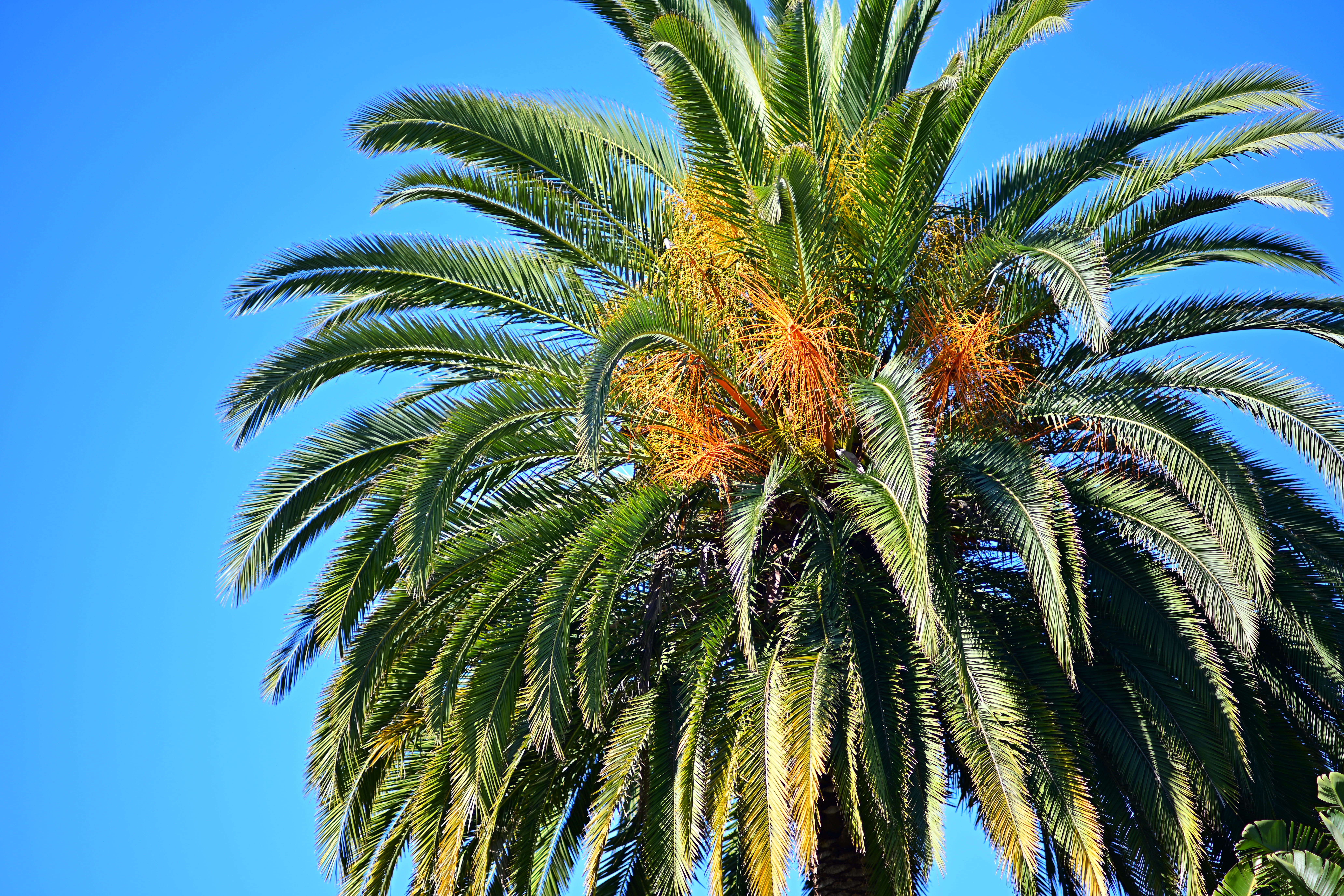 Nikon 135mm f/2 Review