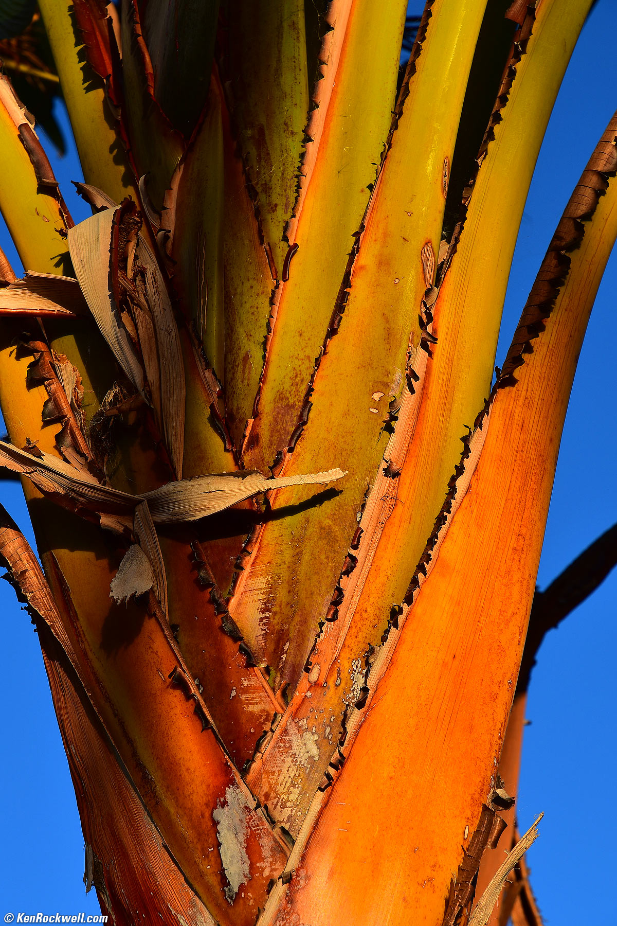Bird of Paradise