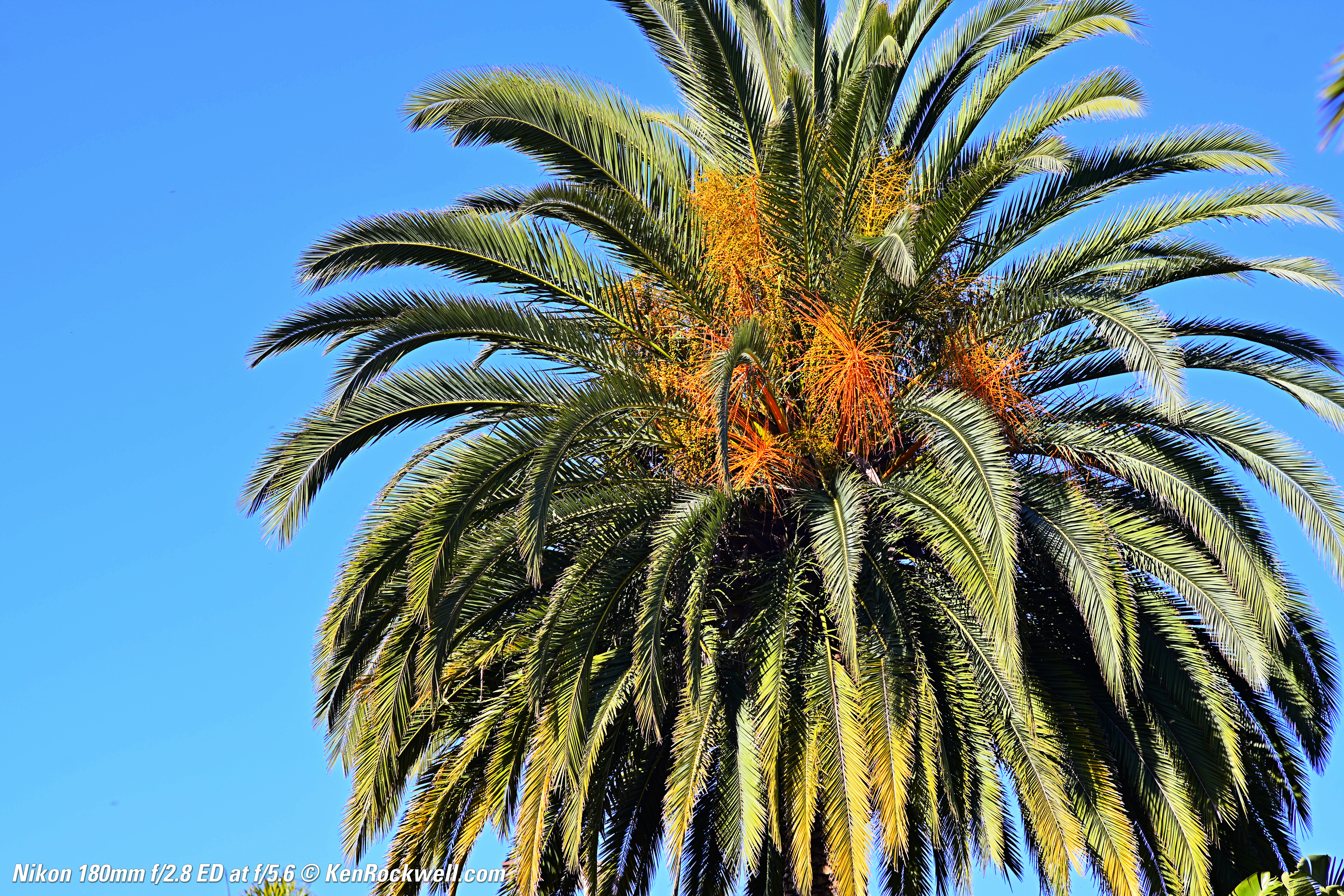 Nikon 180mm f/2.8 AI Review Nikon 180mm f/2.8 AI Review