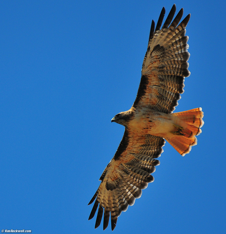 200 400 F4 Vri Or Vrii Nikon Slr Lens Talk Forum Digital Photography Review