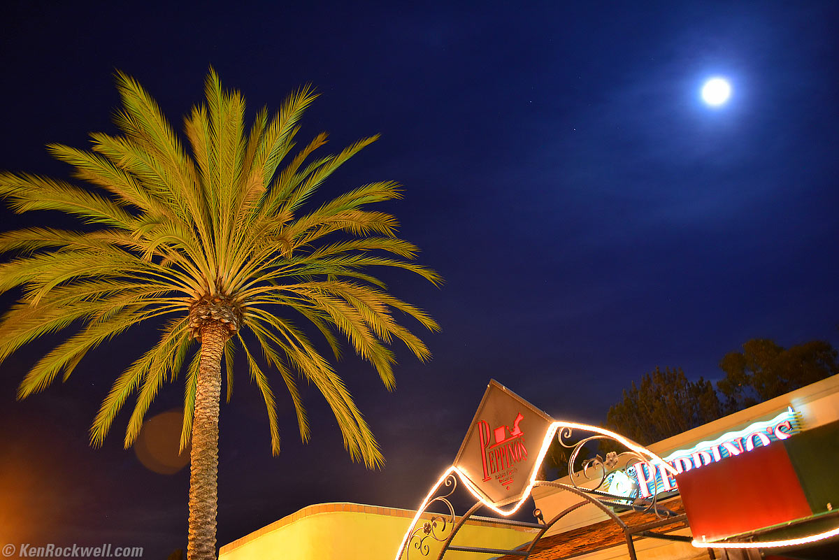 Palm in Moonlight