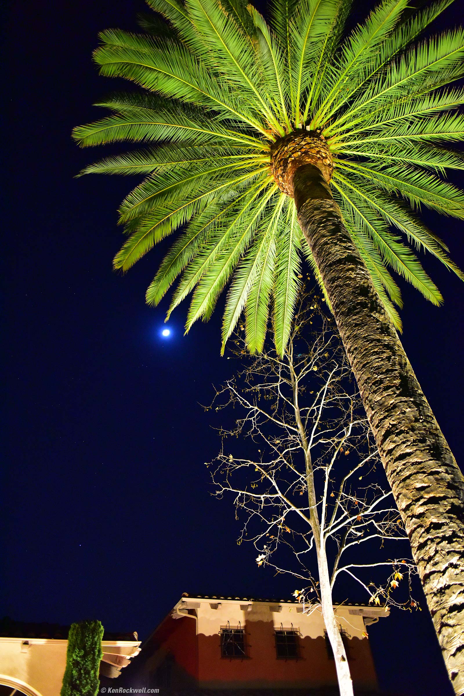 Palm at night with moon