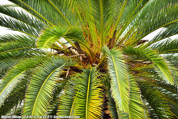 Palm, RP, 16 Dec 2014