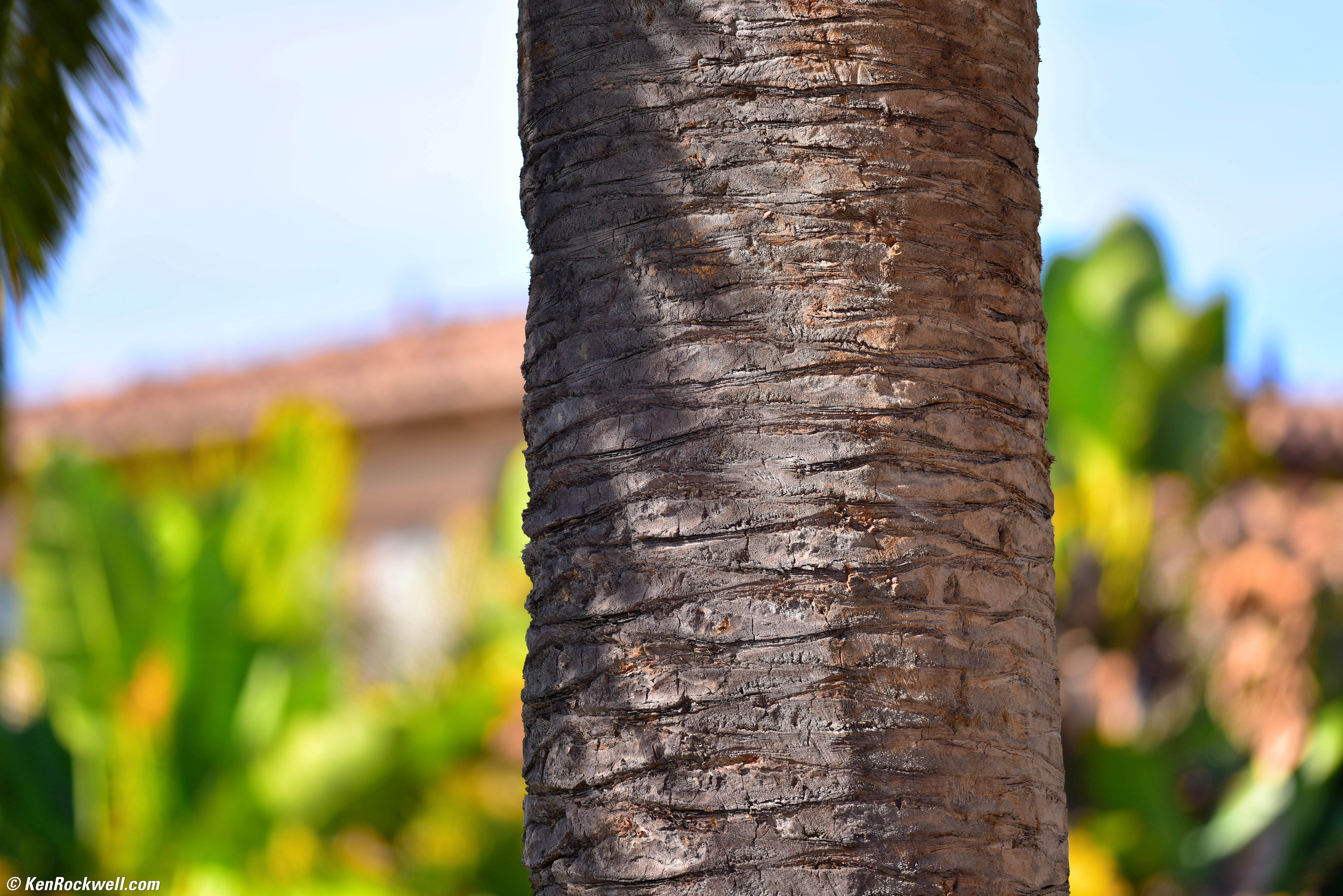Nikon 300mm f/4 AF-S Review Nikon 300mm f/4 AF-S Review