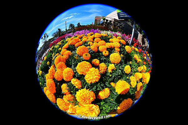 Nikon 8-15mm