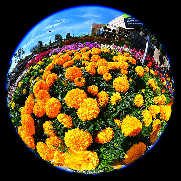Nikon 8-15mm