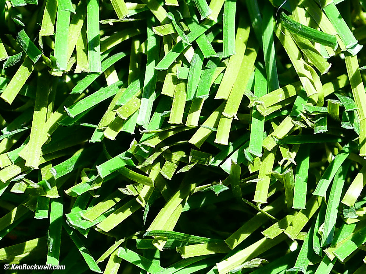 grass growing