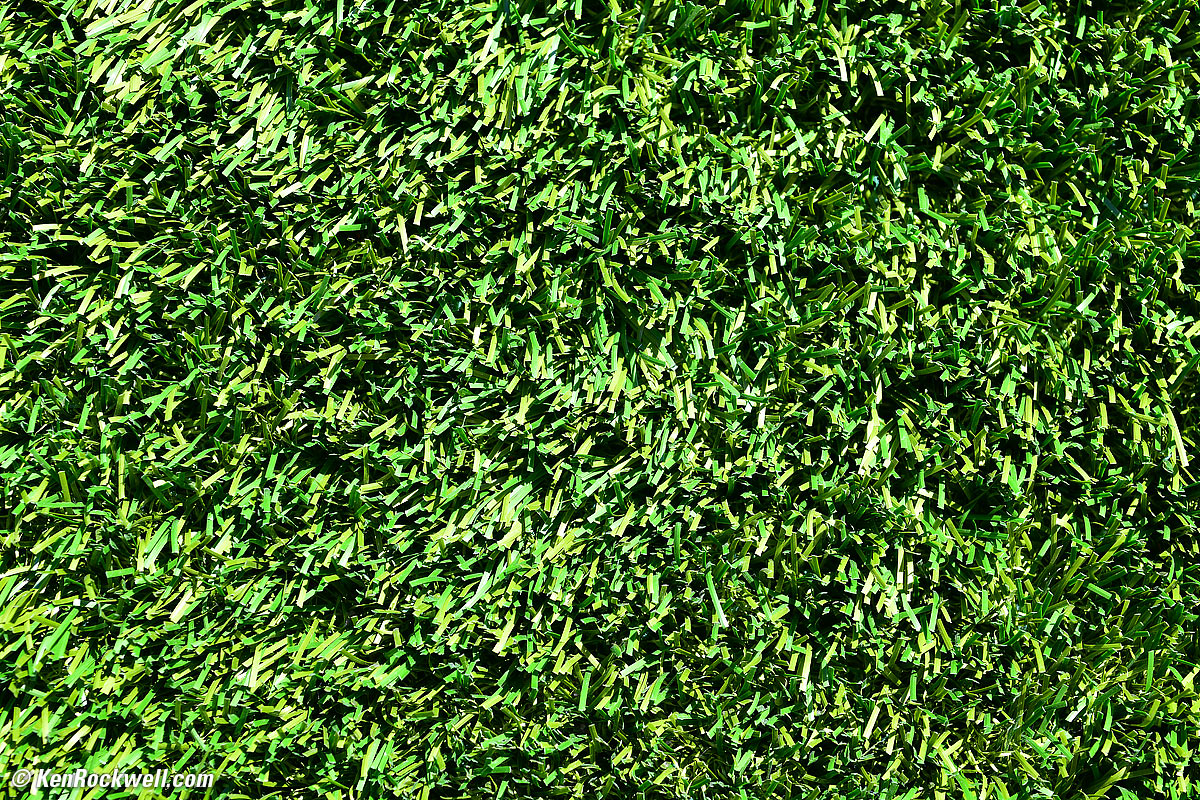 grass growing