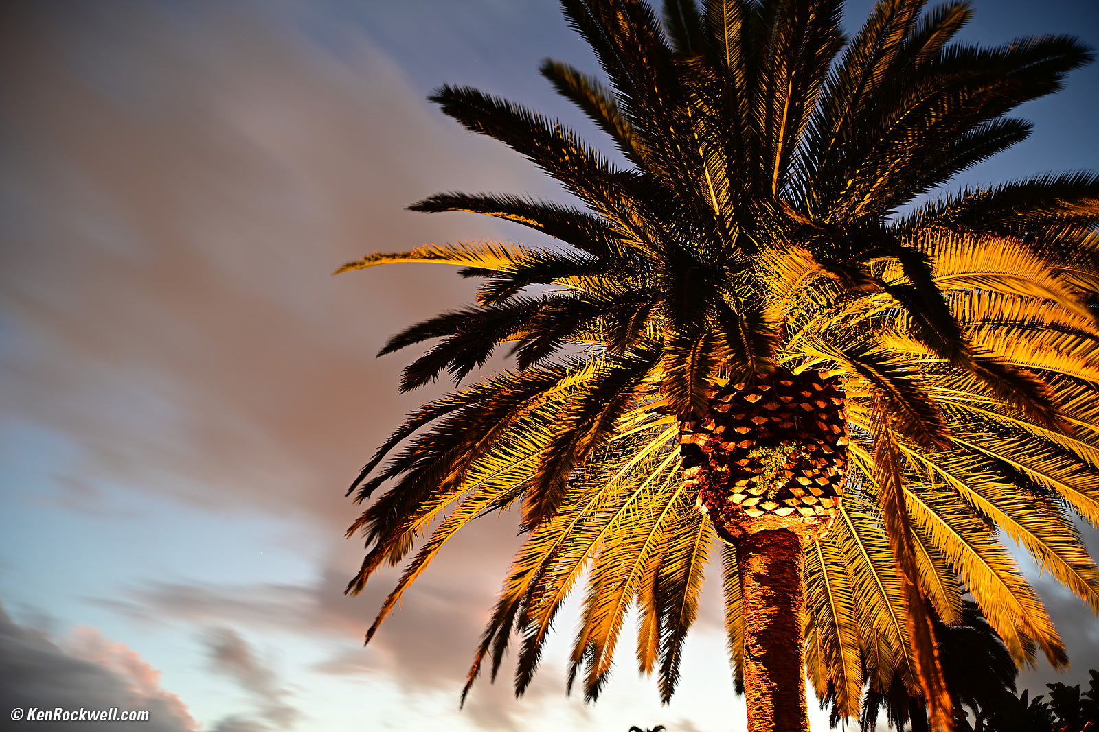 Palm and Storm, 29 November 2018