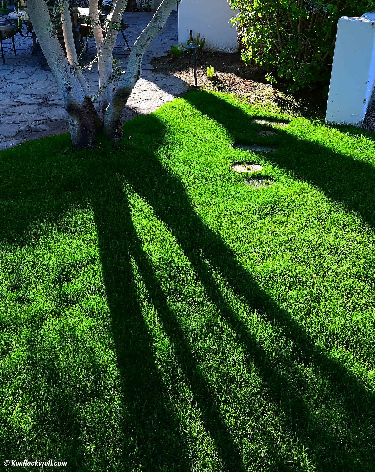 Green Grass in backlight