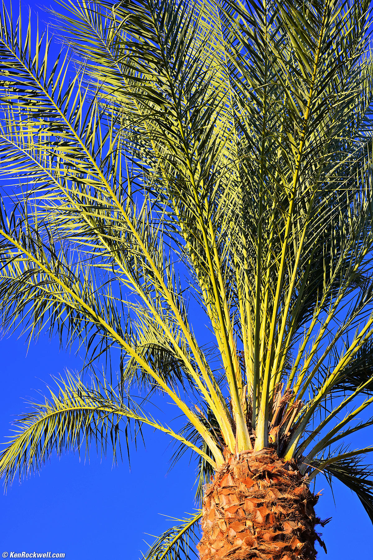Nikon Z 85mm f/1.8 Sample image file