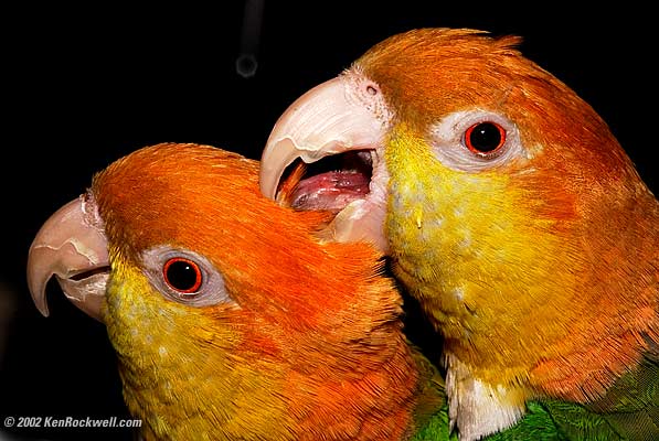 dsc_8553-c.jpg