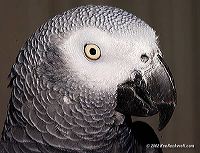 dsc_8580-e