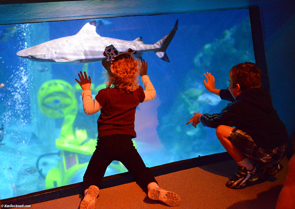 SeaLife