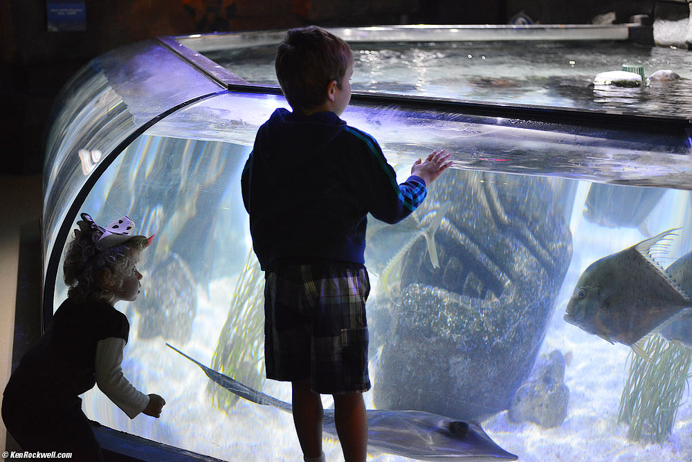 SeaLife