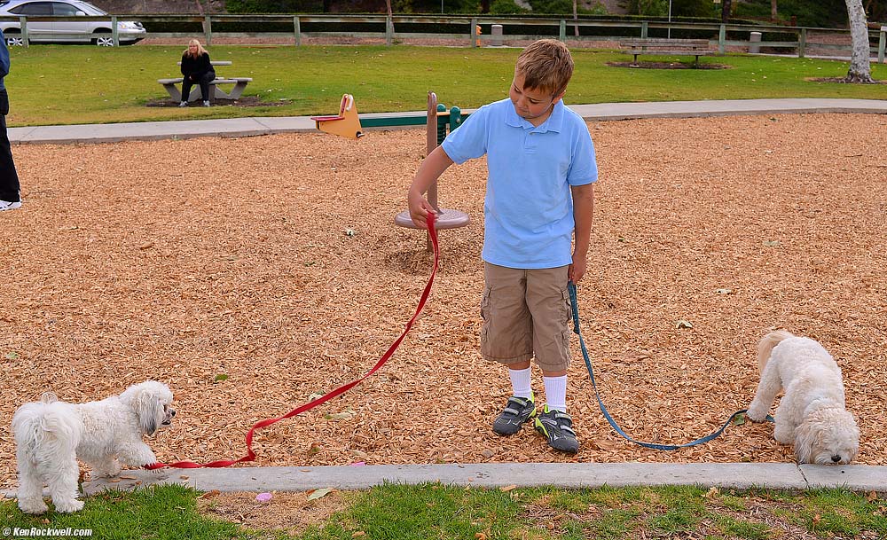 Ryan walking Toby (left) and Sasha (right)