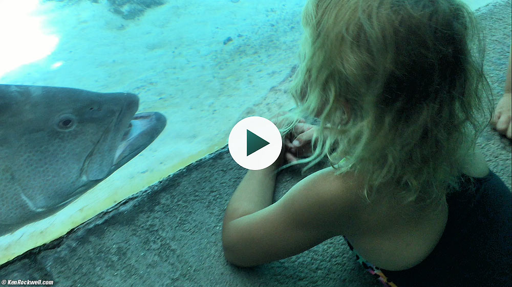 Katie watches a barracuda