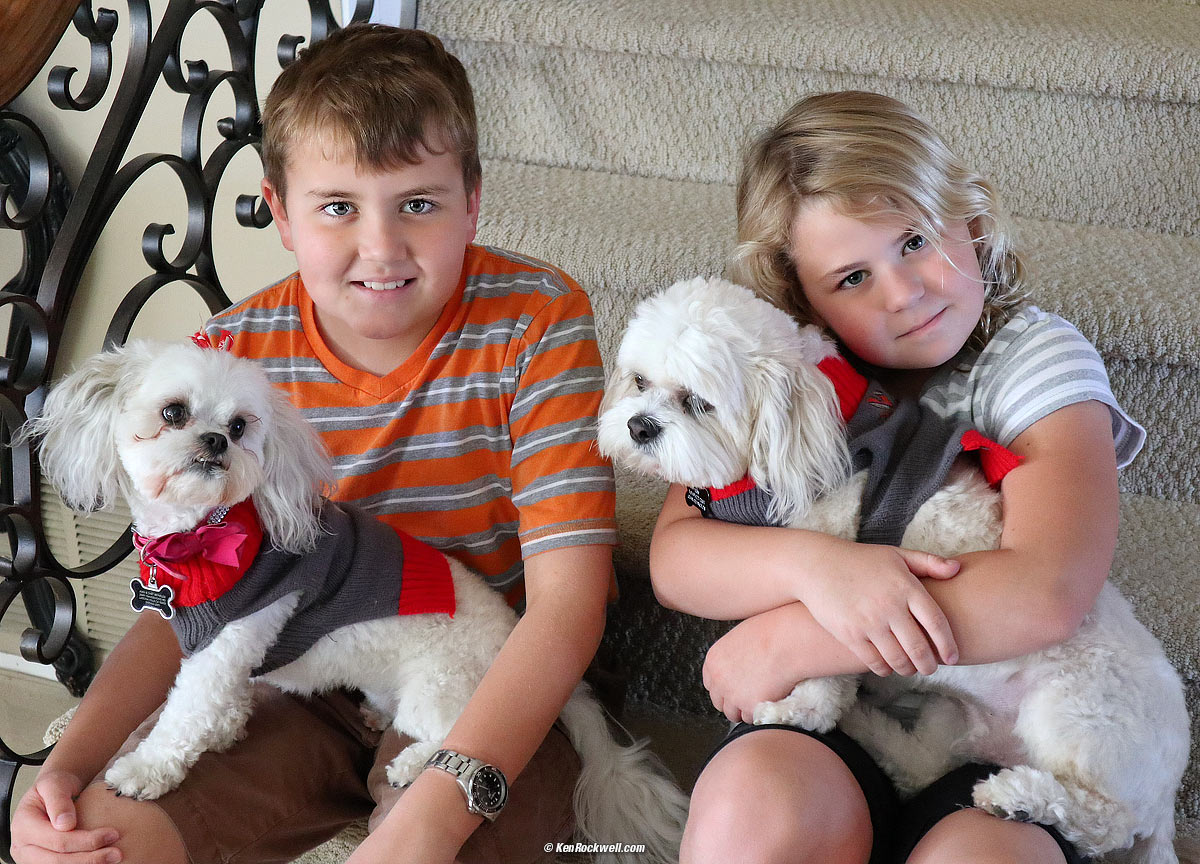 Kids and dogs