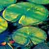 Lillies