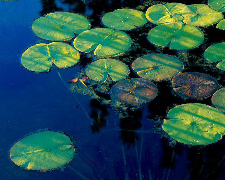 lillies