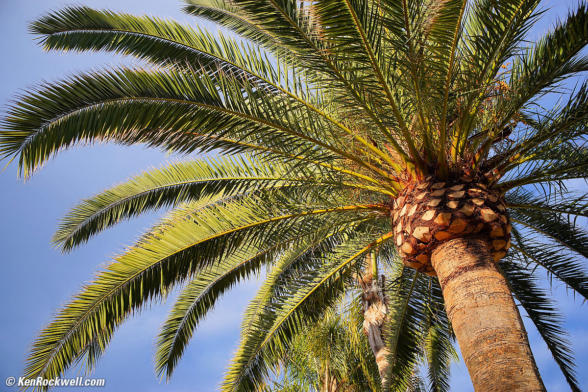 Palm AM 11 Dec 2013