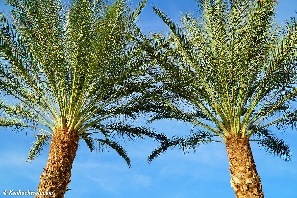 Palm Trees
