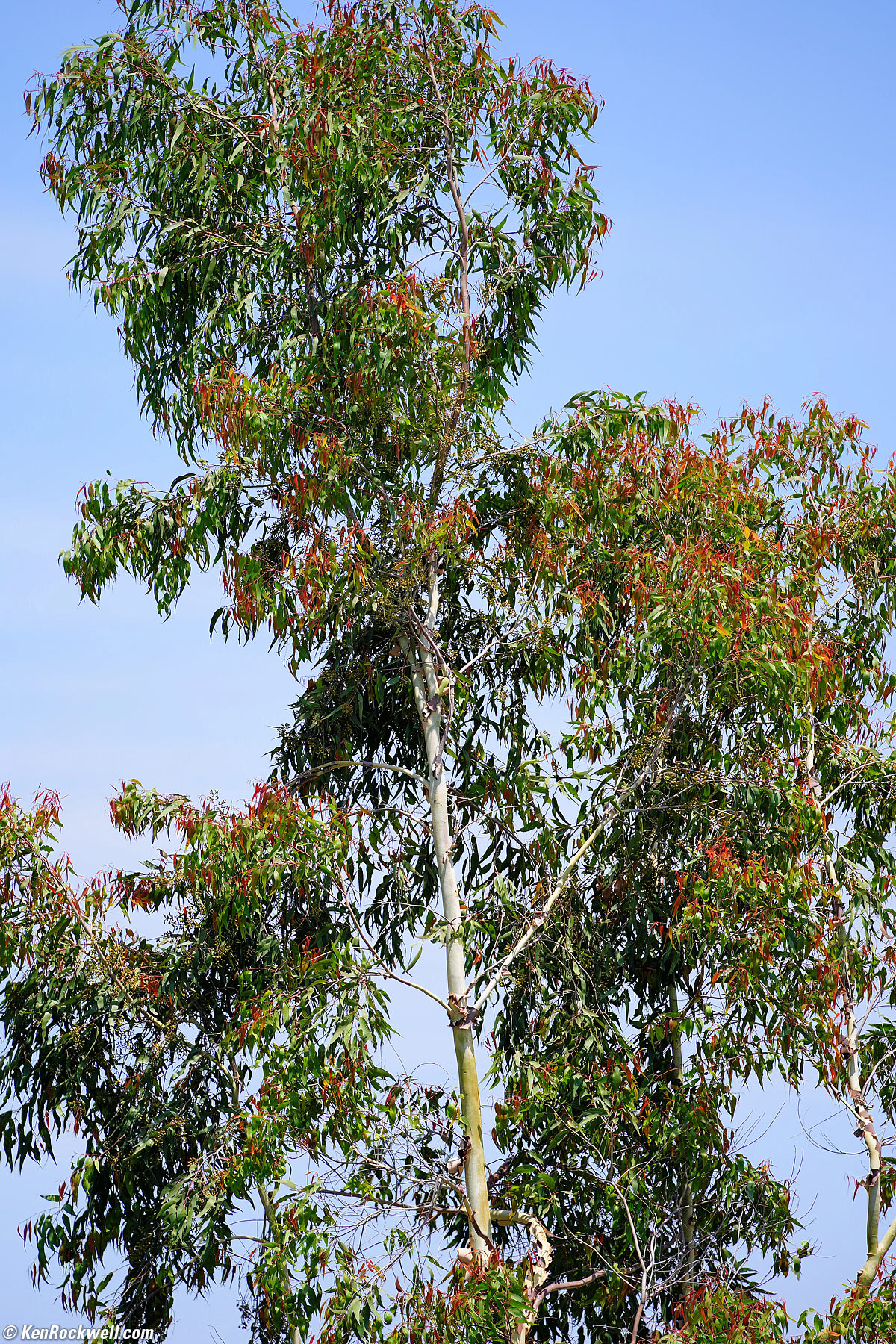 Sony 70-200mm f/2.8 Sample Image