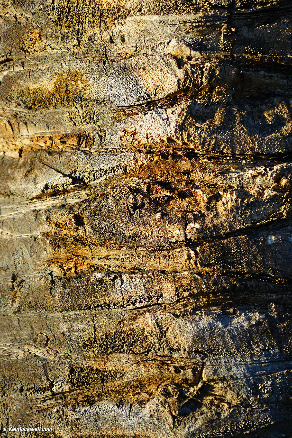 Palm Trunk