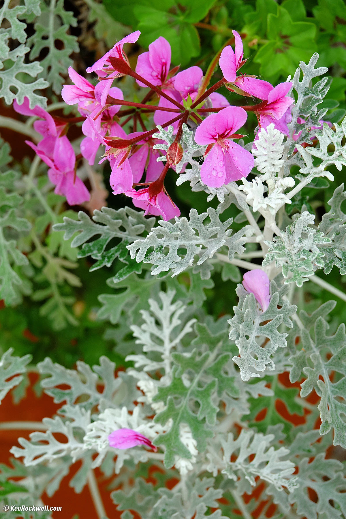 Flowering Bush