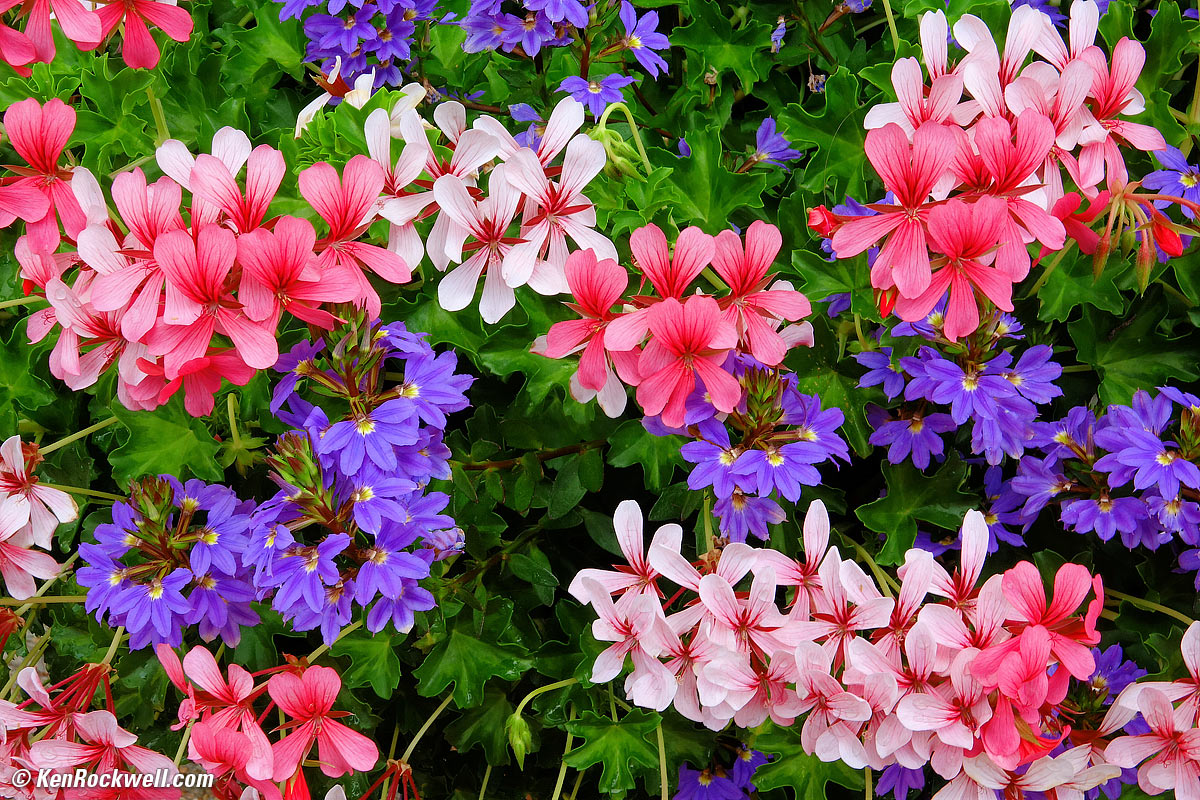 Flowers
