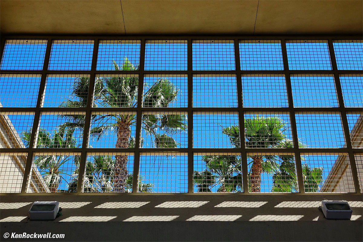 Palms in a Cage