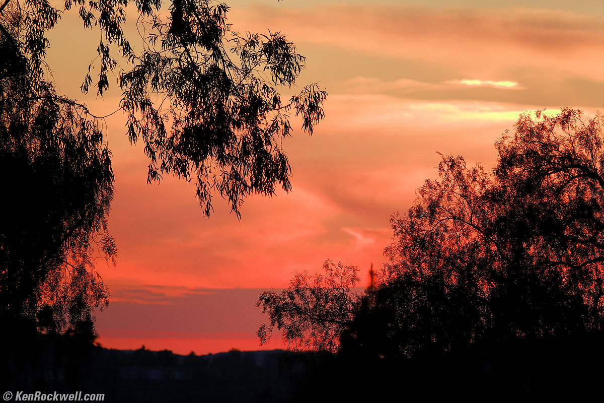 Olive Tree Sunset