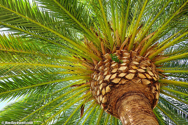 Palm, 10 July 2015