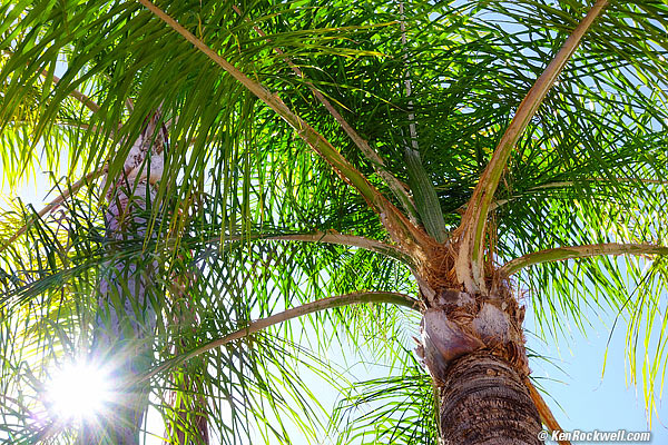 sunstar in tree