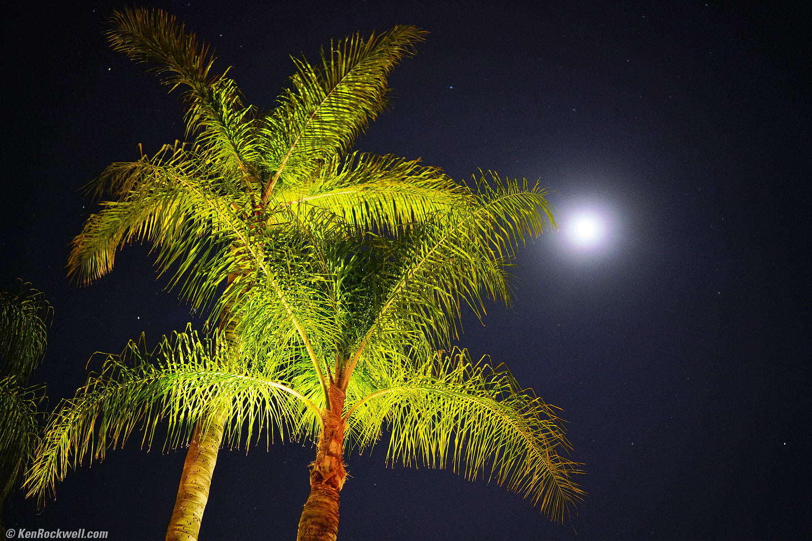 Palm, Moon and Stars