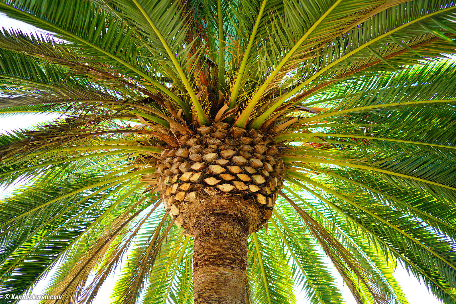 Canary Palm from below